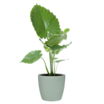 brussels rond roues 35cm sorbet green